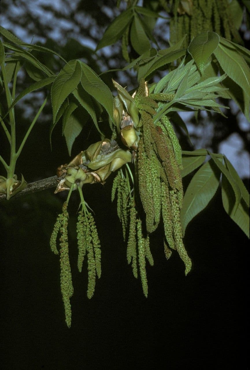 Carya ovata 10