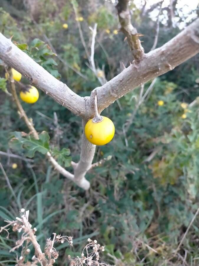 Solano di Linné 2