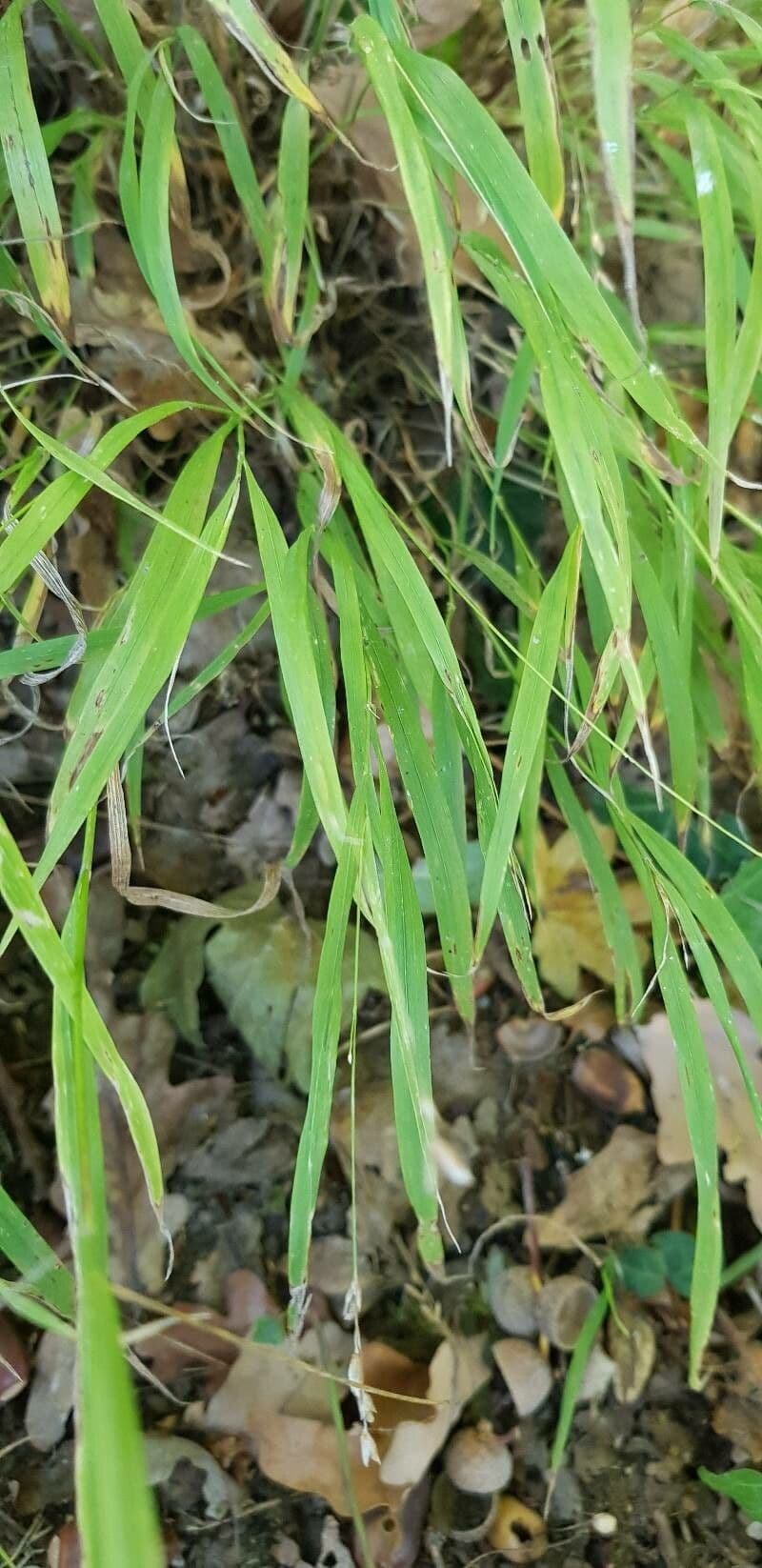 Melica uniflora 17