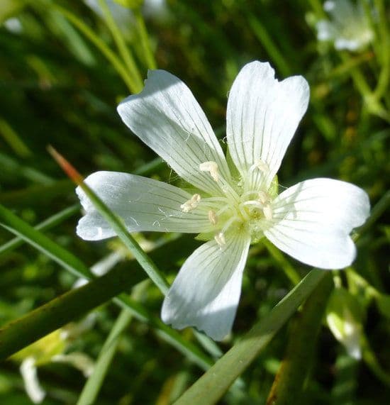 Limnanthes 4