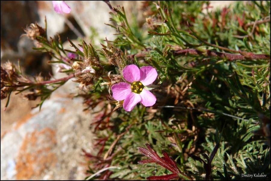 Chamaerhodos altaico