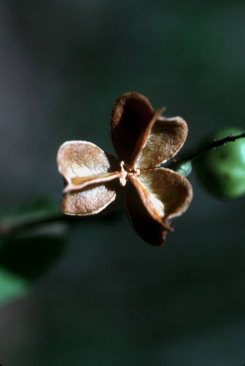 Cupania 5