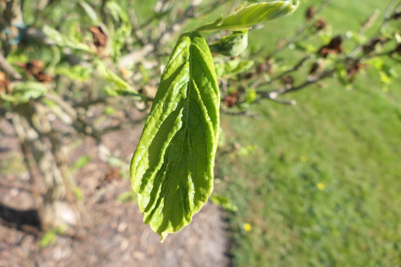 Magnolia 2