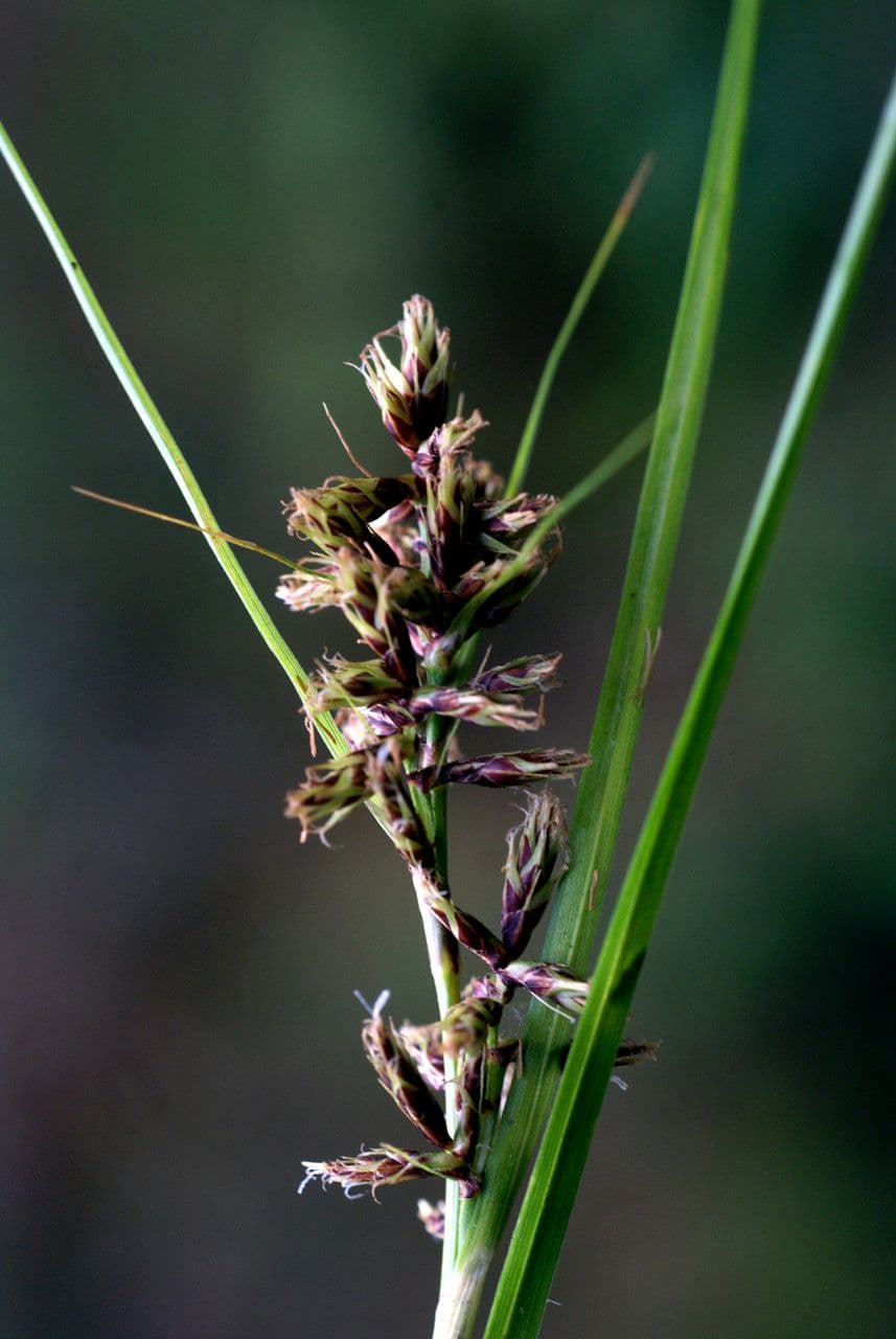 Záblat