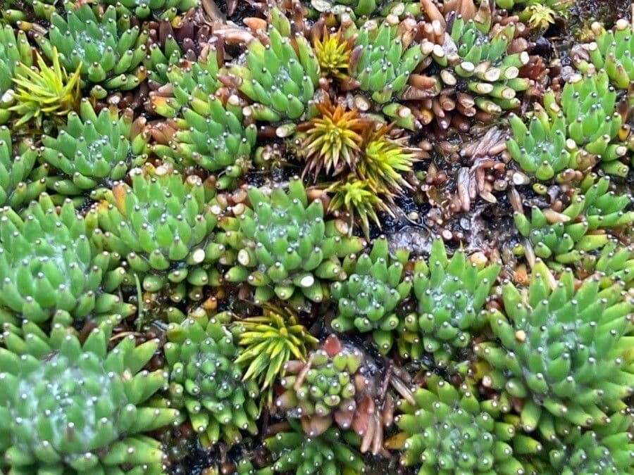Xenophyllum 12