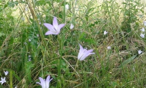 Campanula diffusa 24