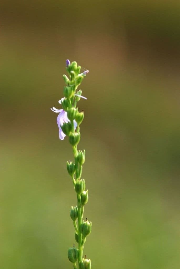 Nuttallanthus floridanus 10