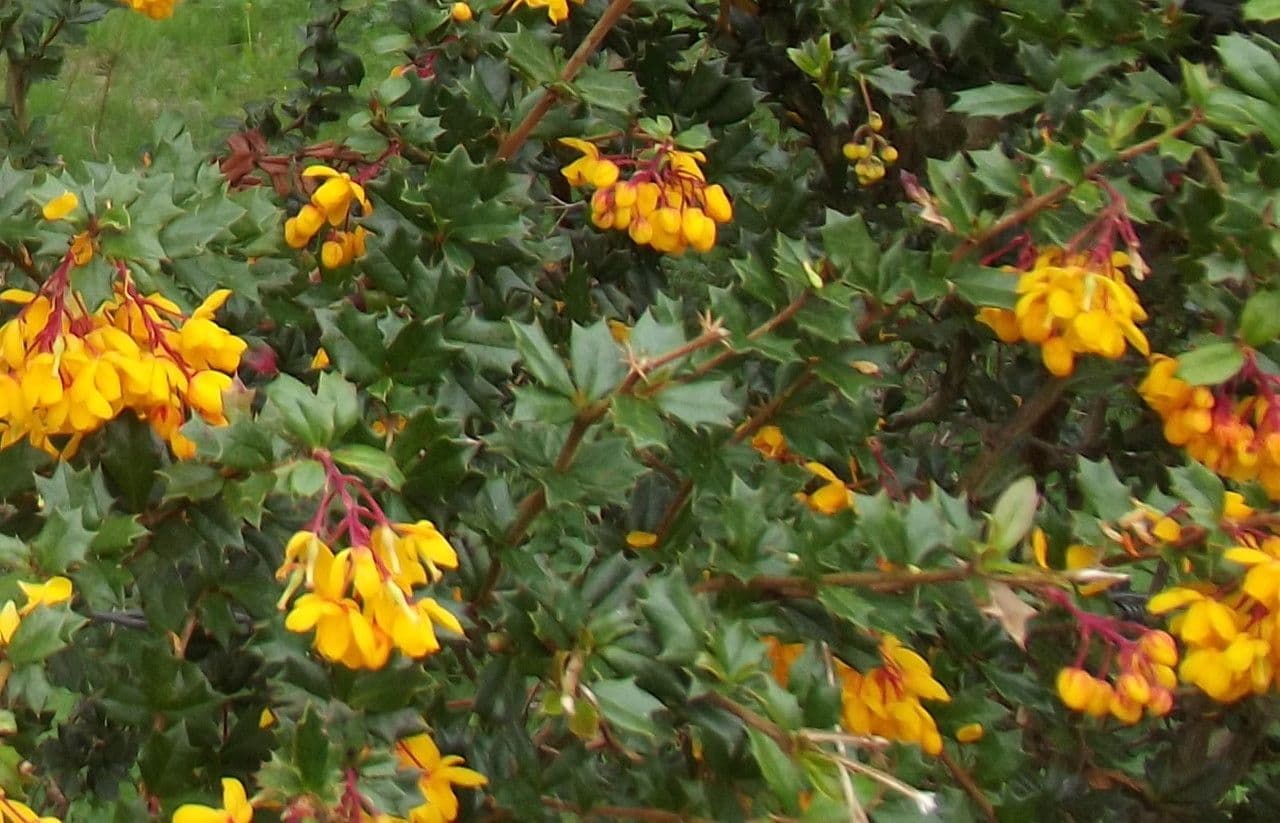 Berberis de Darwin 29