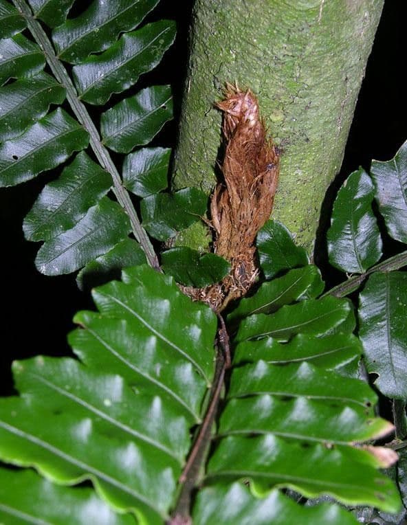 Lomariopsis 7