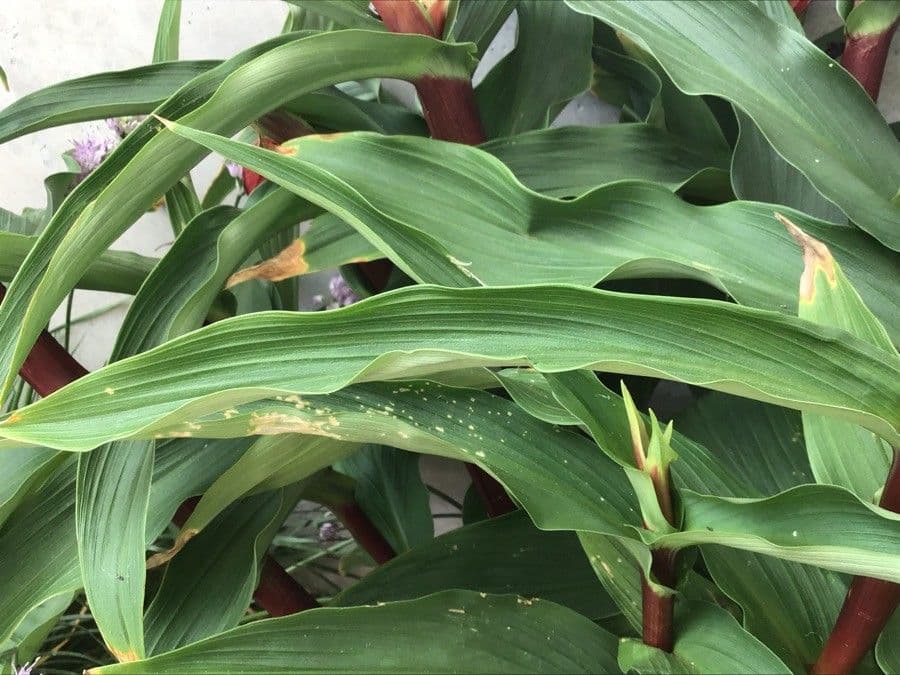 Roscoea 11