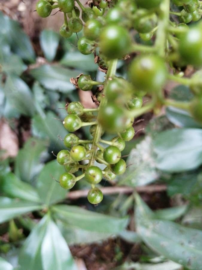 Ardisia révolutée 4