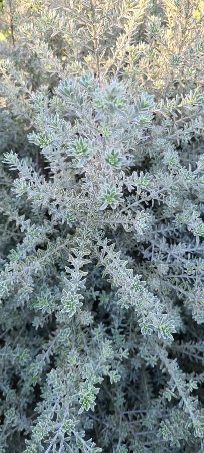 Westringia arbustiva 15