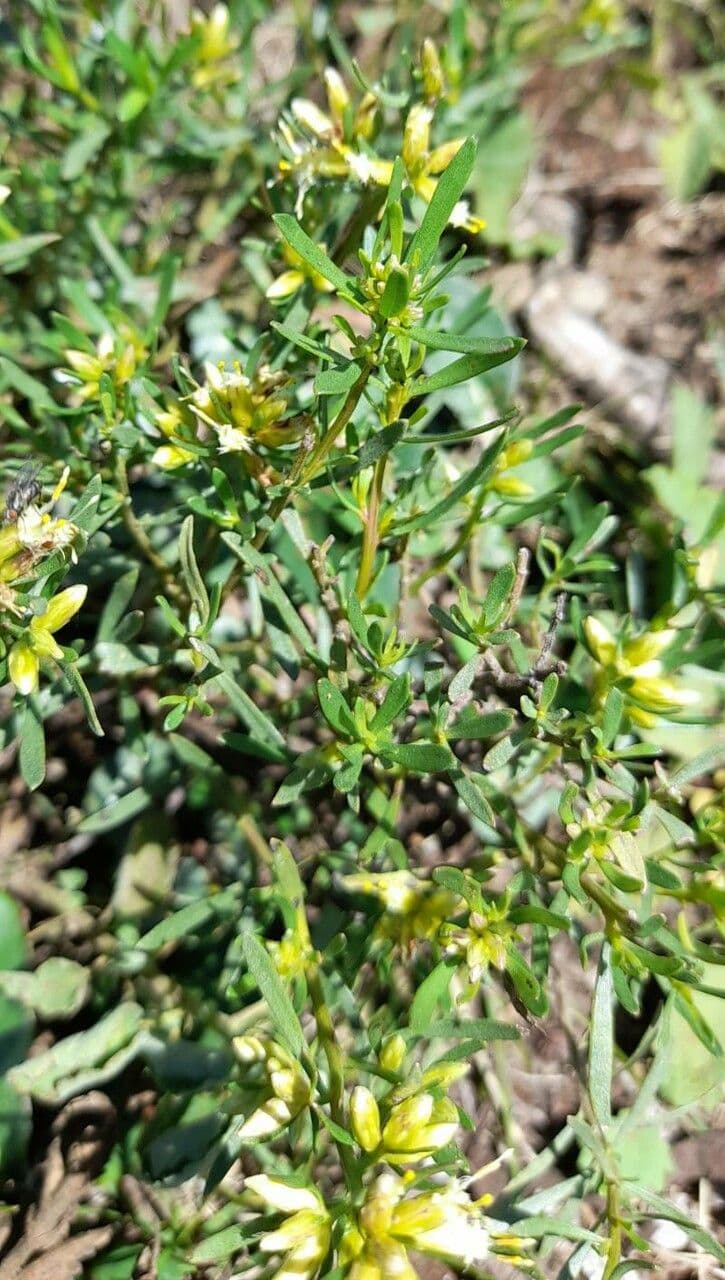Baccharis dracunculifolia 9