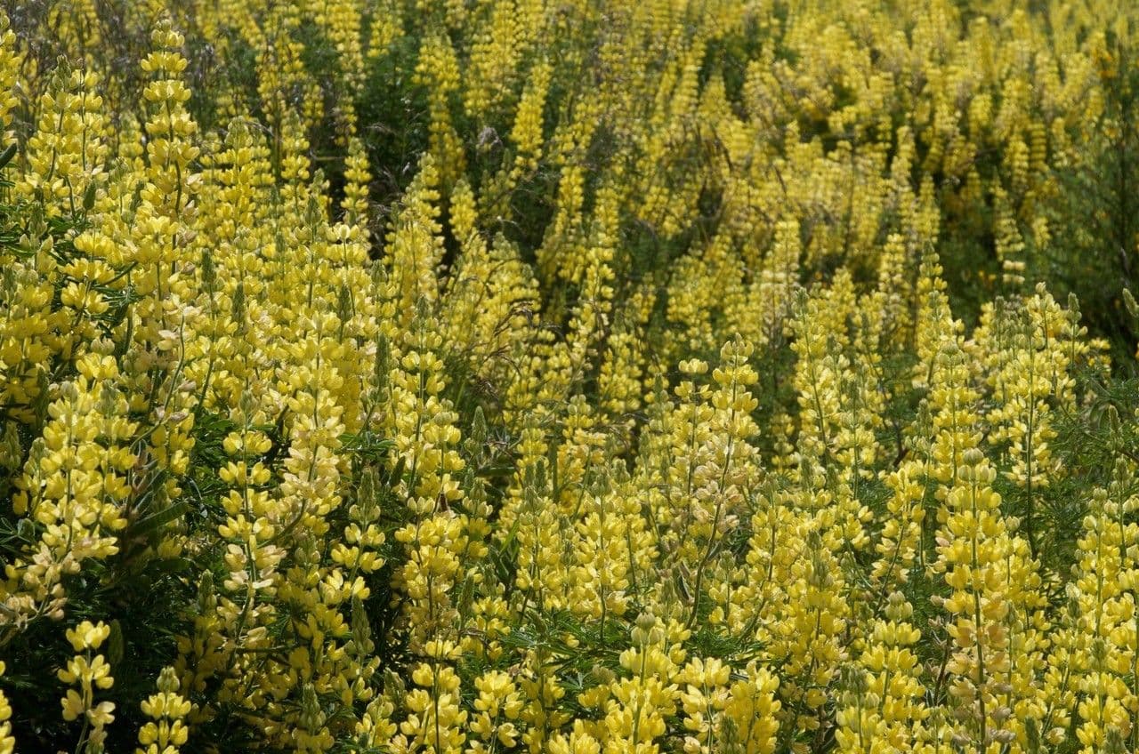 Baum-Lupine 22