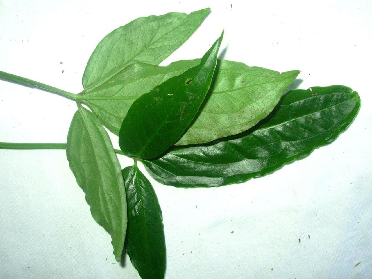 Syngonium 22