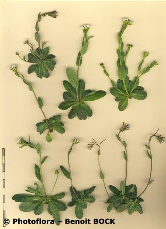Arabis ciliata 27