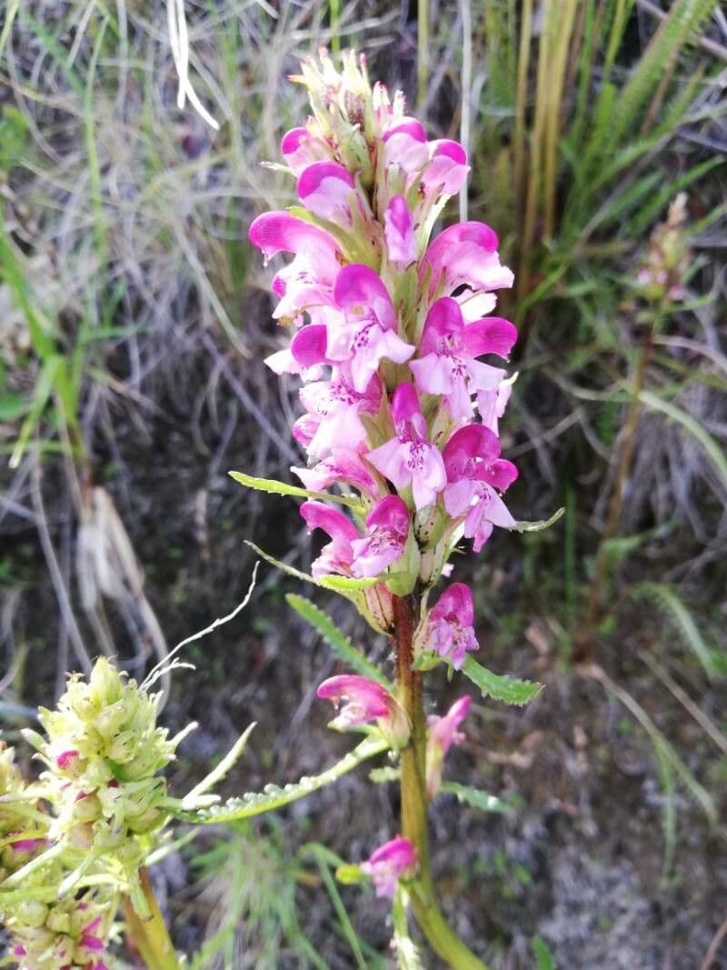 Pedicularis sudetica subsp. pacifica 3