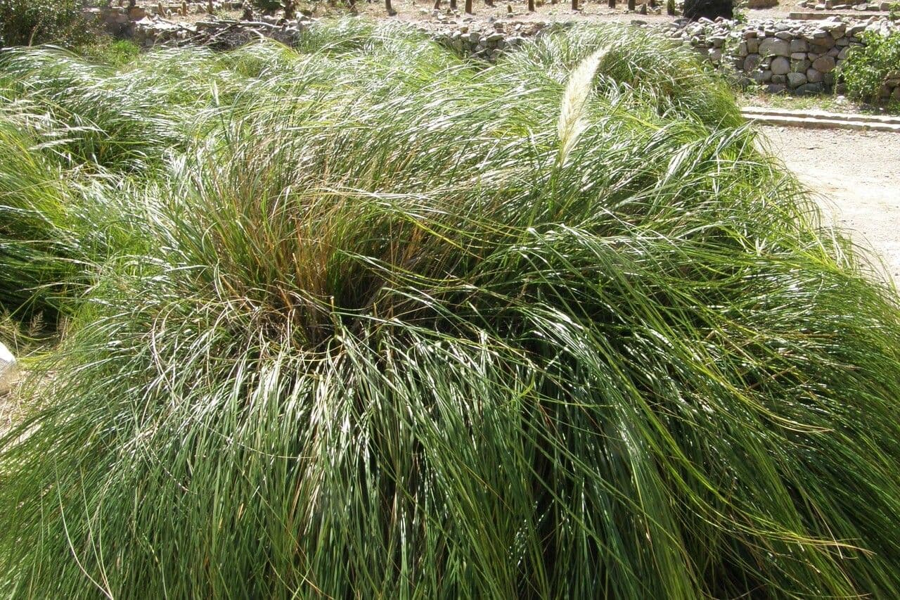 Cortaderia