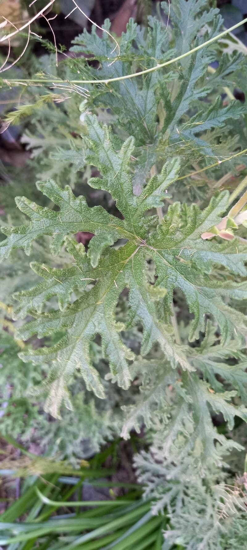 Eichenblättrige Pelargonie 10