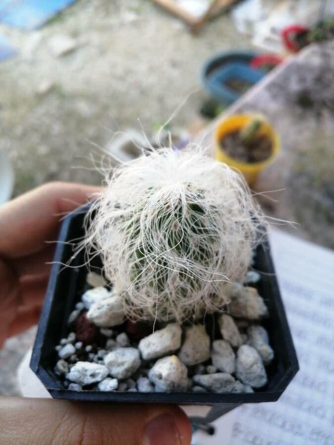 Cactus vecchio 11