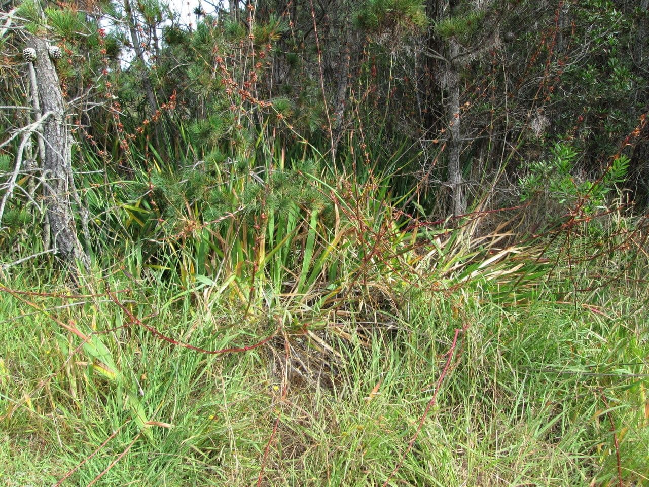 Watsonia meriana 14