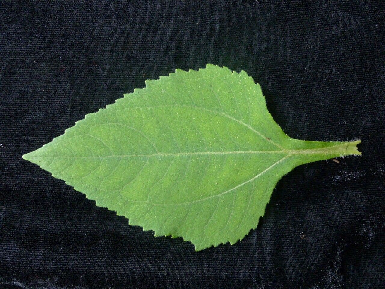 Sigesbeckia orientalis 19