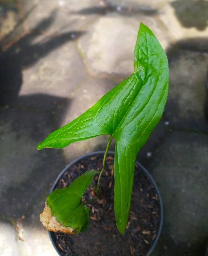 Podolasia stopkatá