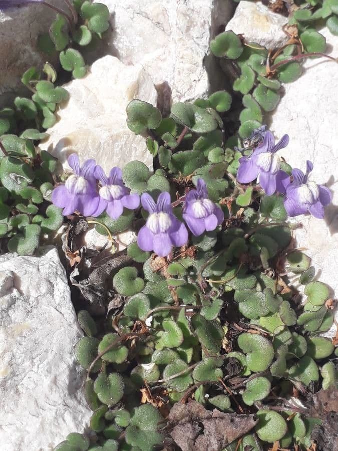Cymbalaria pallida 8