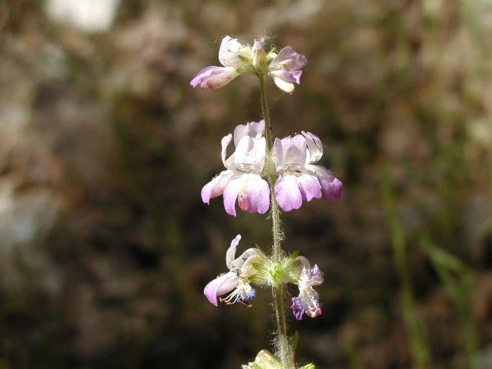 Collinsia bianca