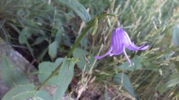 Campanula diffusa 20