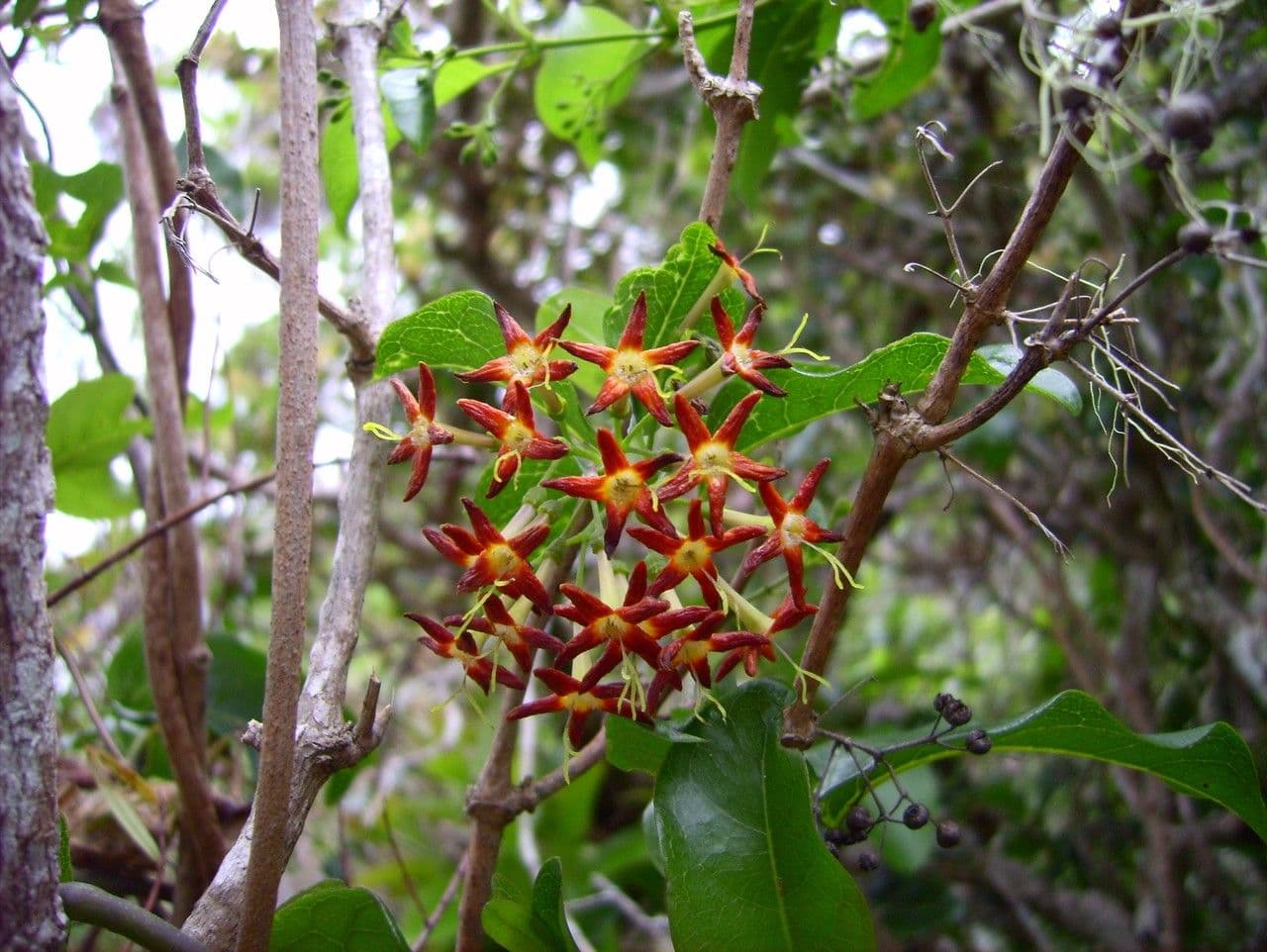 Danais 8