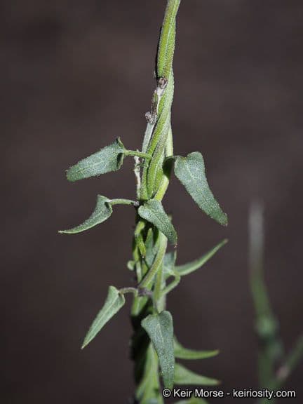 Matelea 8