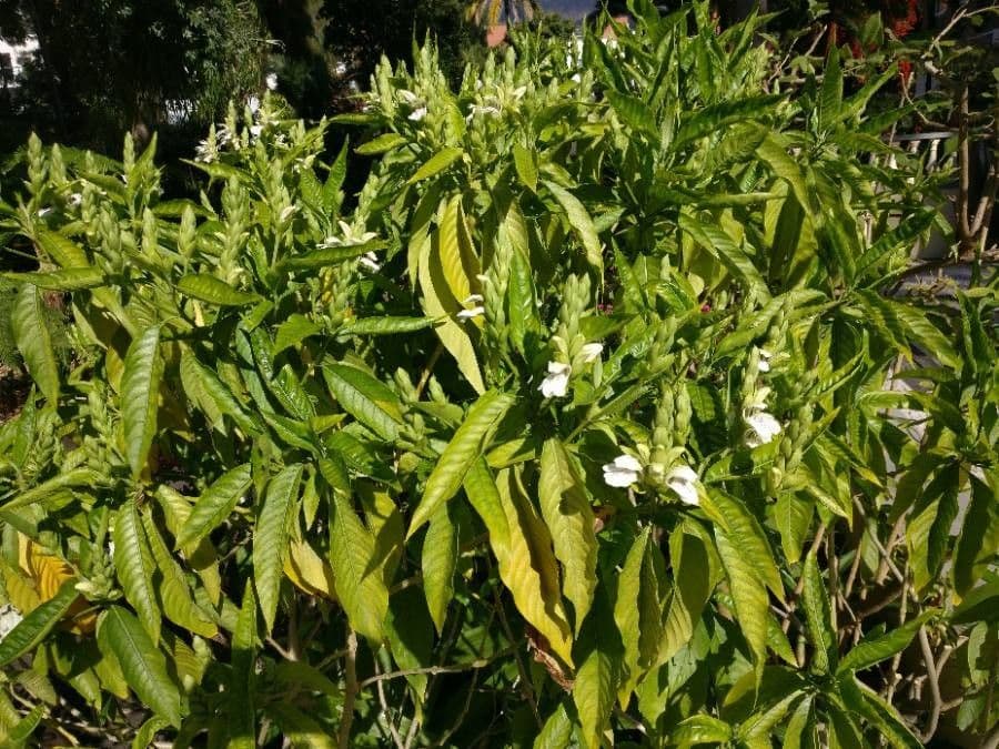 Noce di Malabar 7