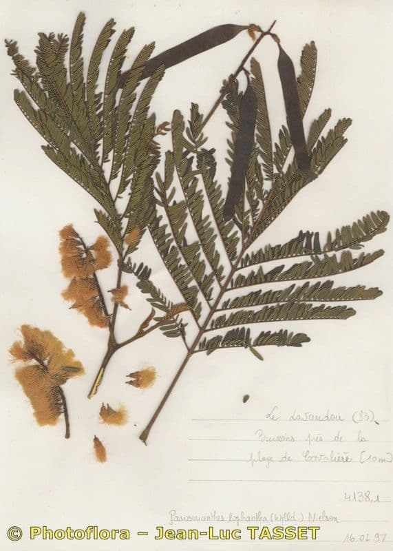 Albizia australiana 28