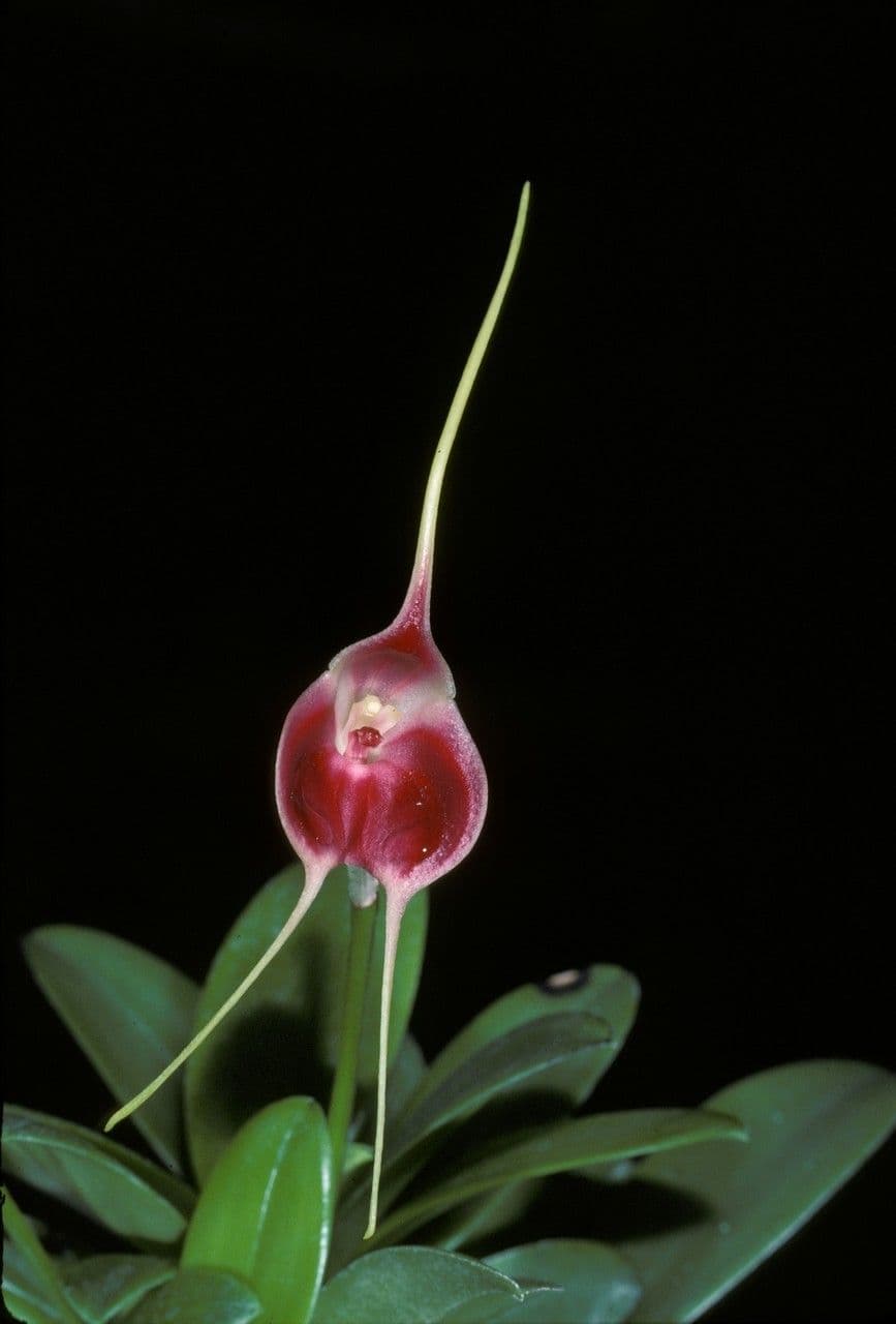 Masdevallia 2