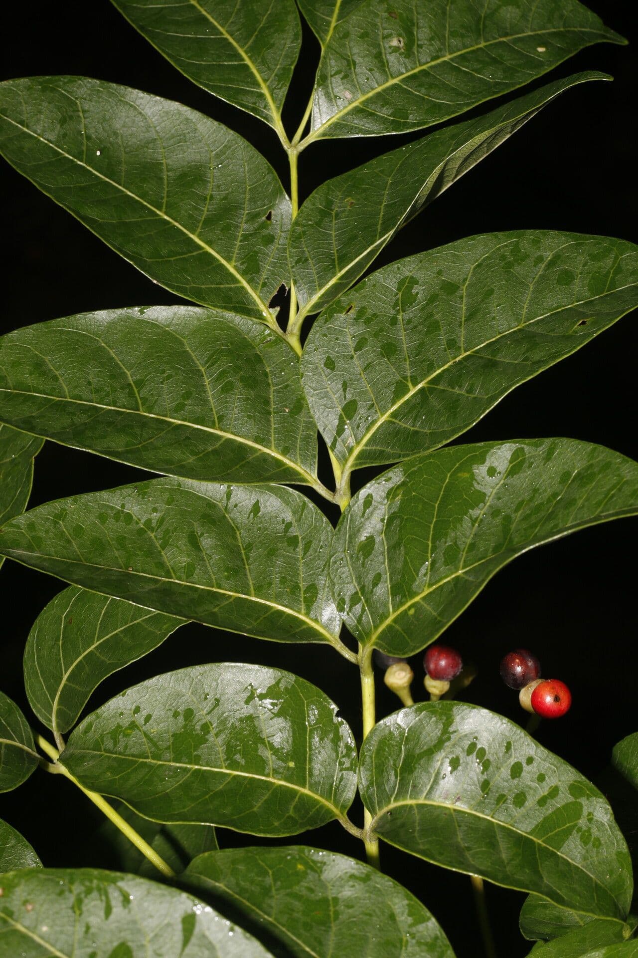 Quassia amara 3