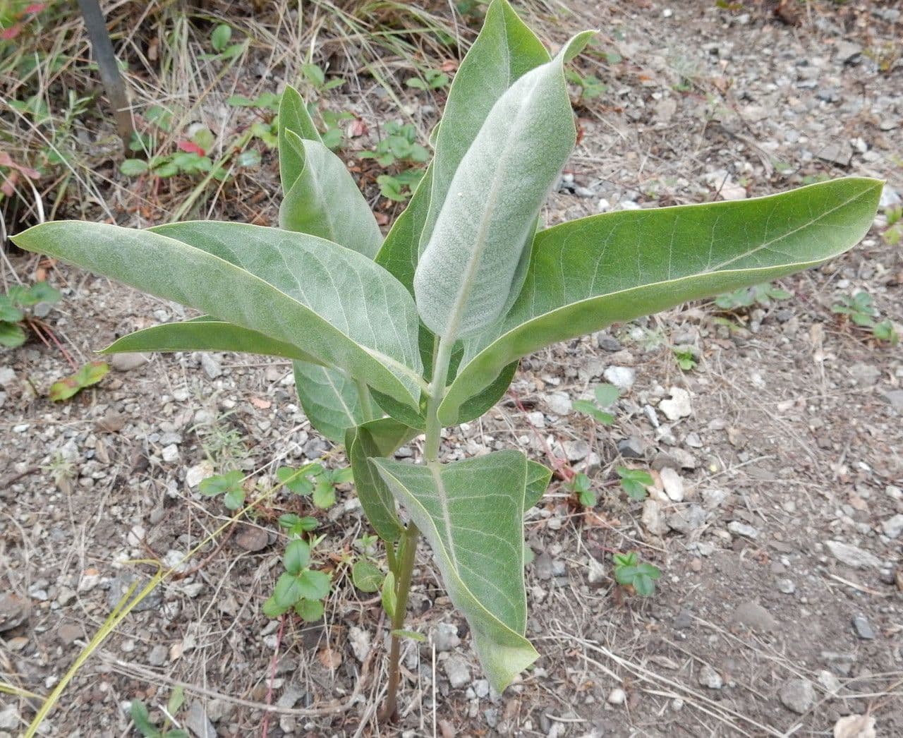 Asclepias 9