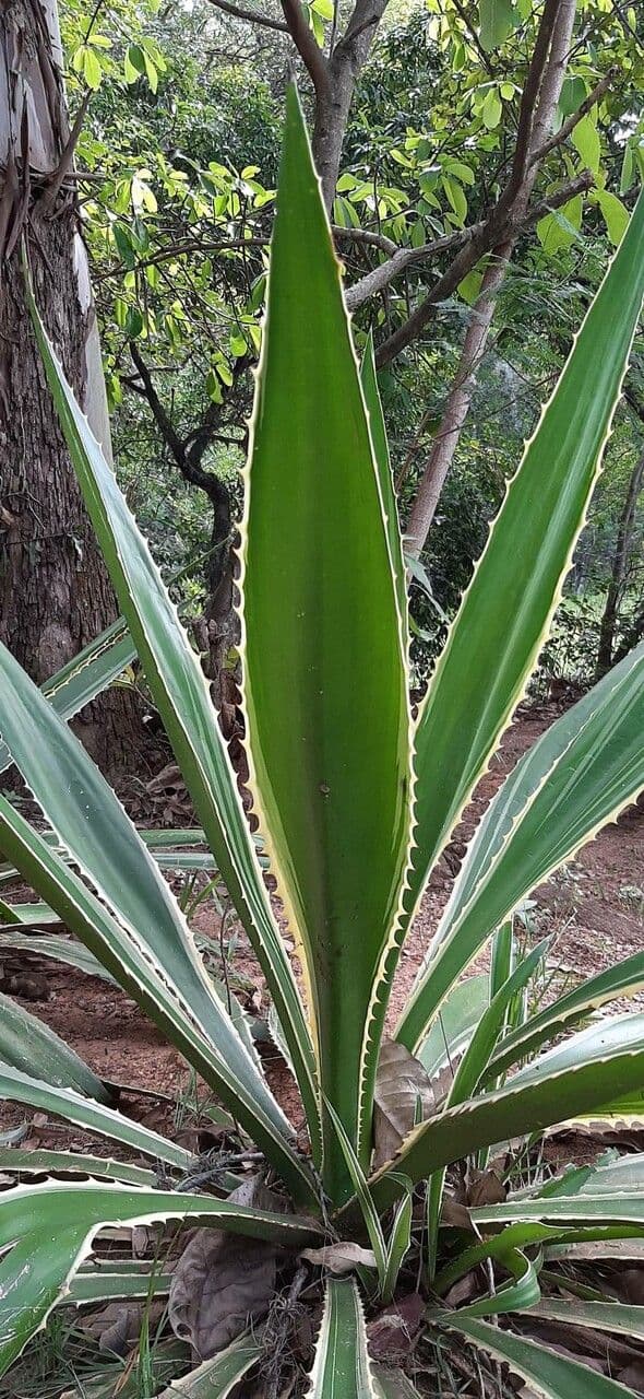 Sisal selvatico 8