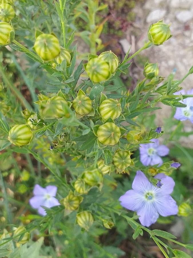 Linseed 6