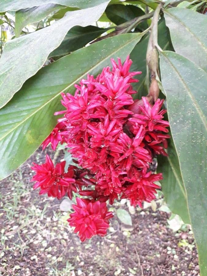 Zázvor purpurový 4