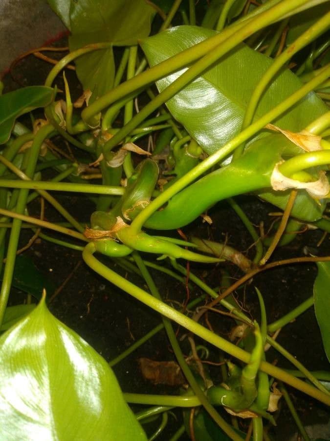 Filodendron Burle-Marxa 14