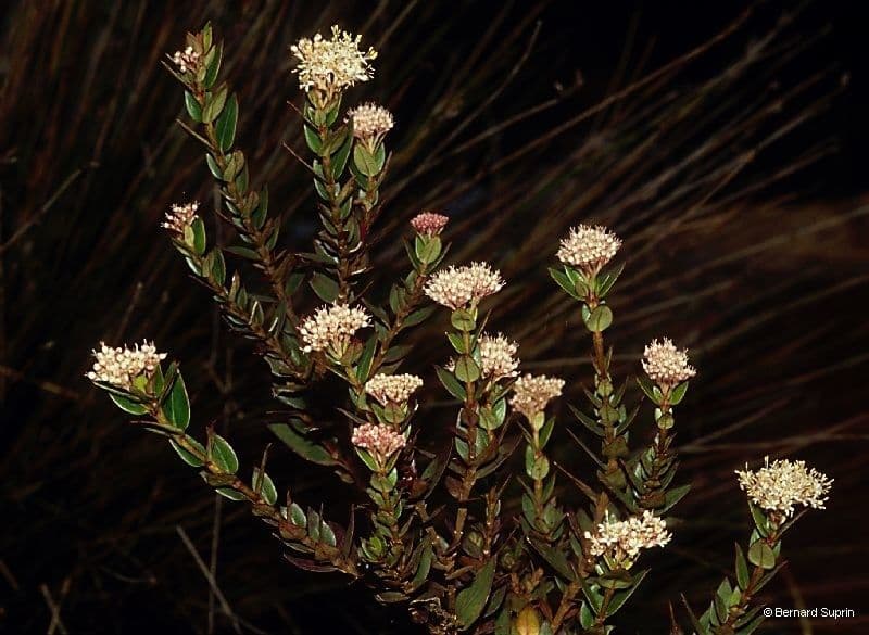 Normandia neocaledonica 6