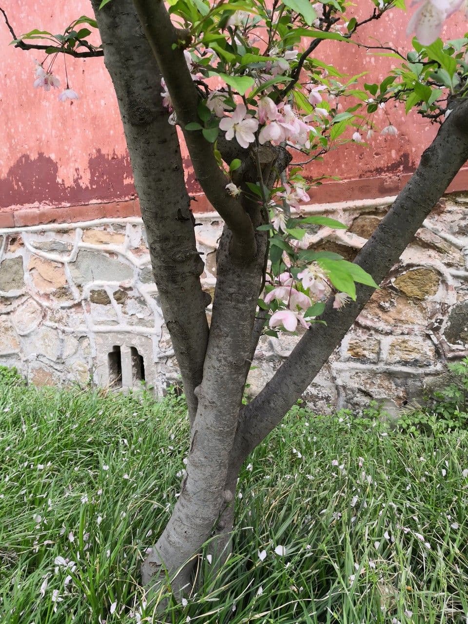 Melo di Hall 21
