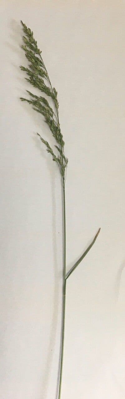 Festuca dei prati 11
