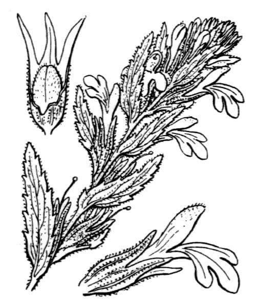 Speronella viscosa 27