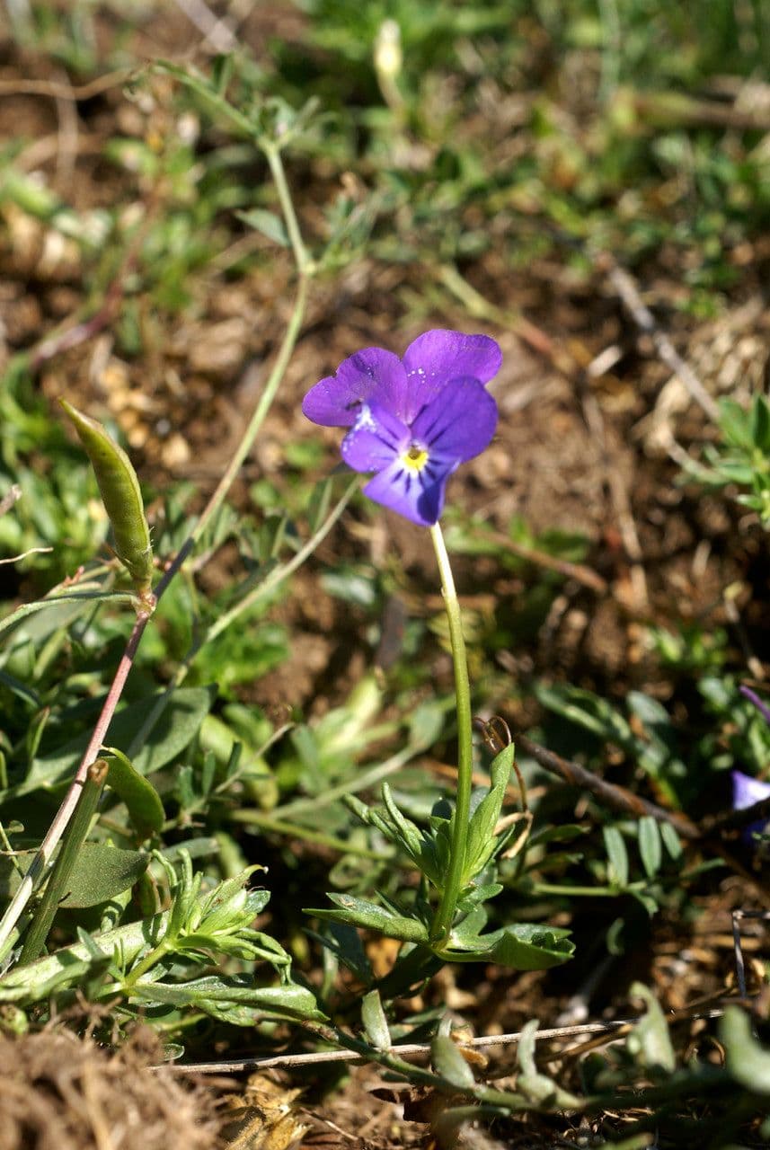 Viola bubanii 7
