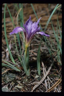 Großgetigerte Iris 9