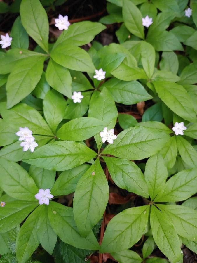 Trientalis 11
