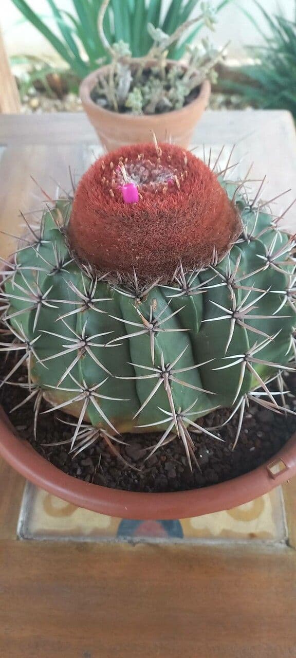 Melocactus 10