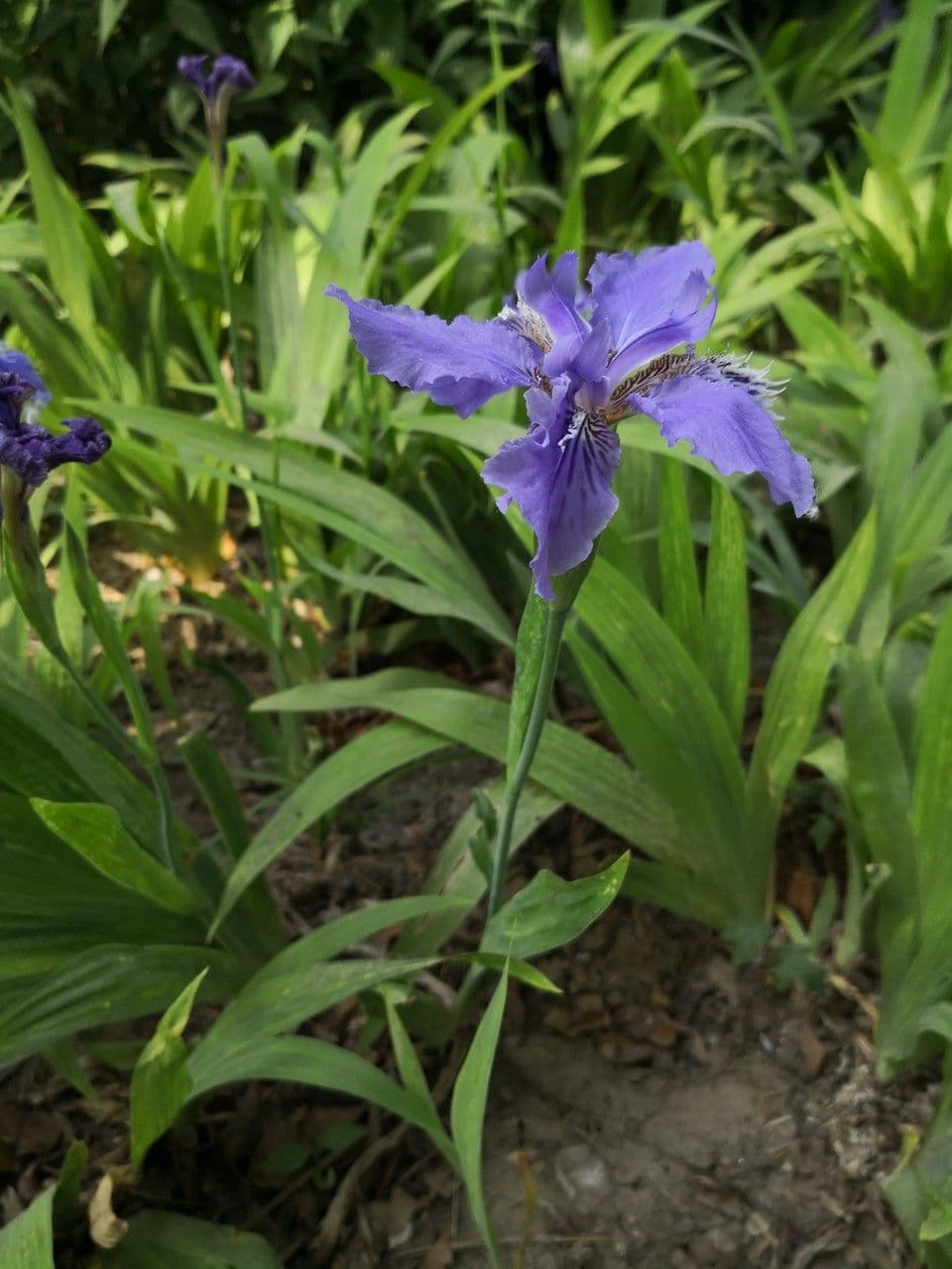 Iris dei tetti 6
